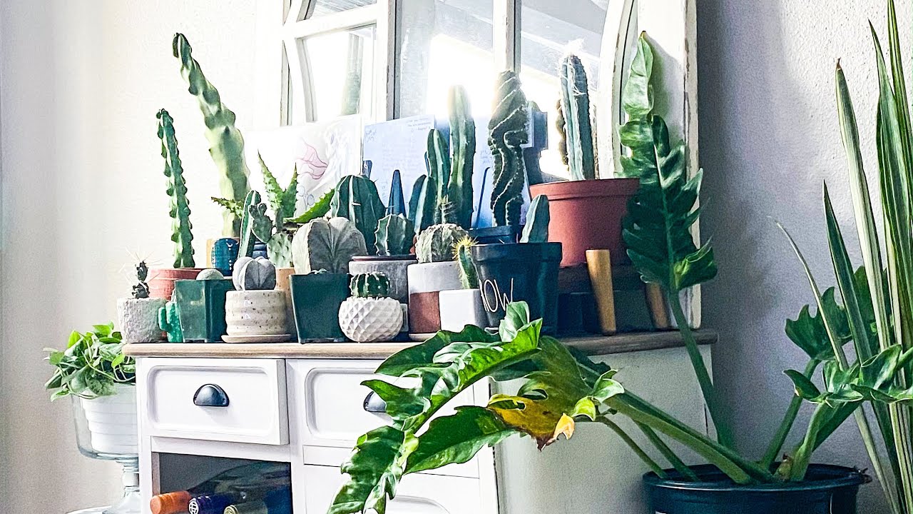 My Complete Cactus Collection! Showing you literally ALL of my cacti!