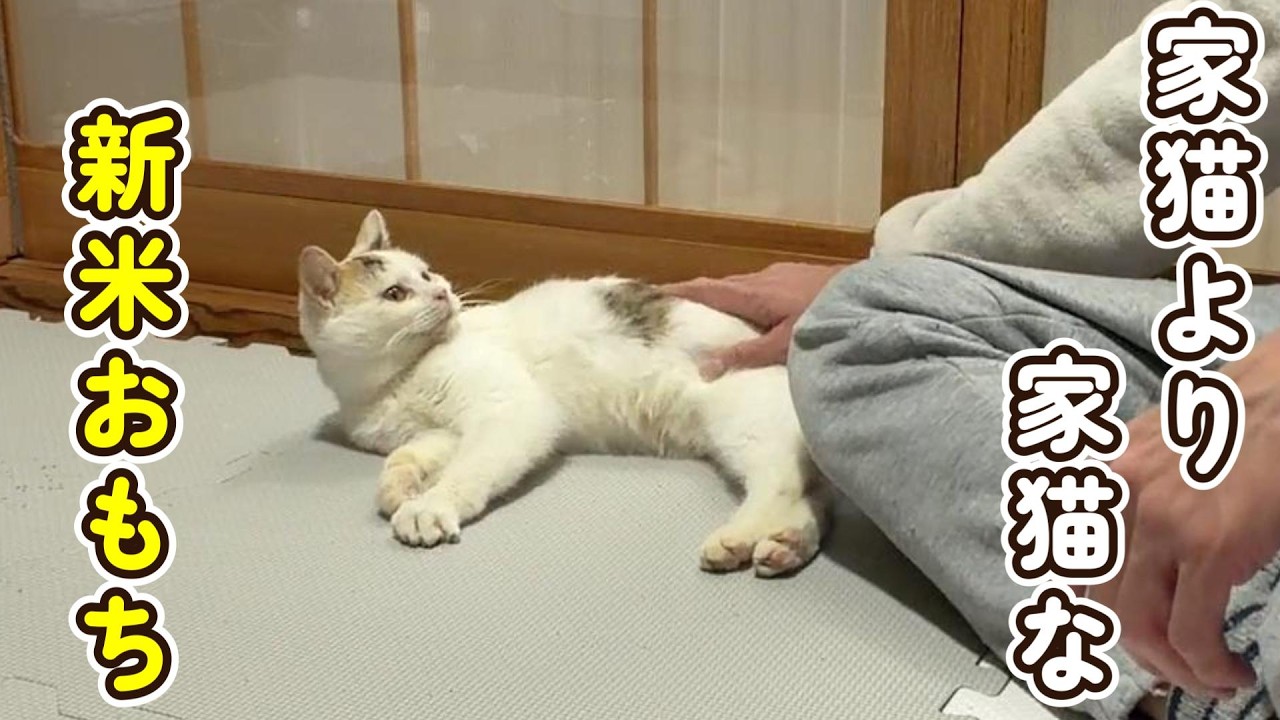 『なんでだよ』家猫よりも家猫な新米おもちがかわいい
