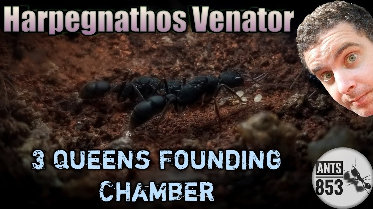 Harpegnathos Venator | Inside their nest