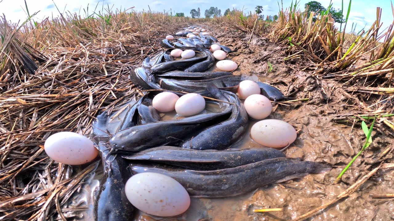 TOP FISHING, pick duck eggs under the garss and catch fish in water