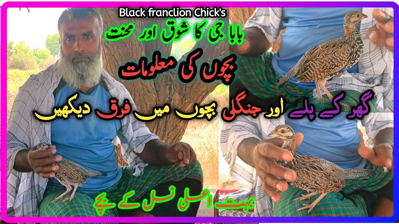 Best Black Franclion Chicks Kaly Teetar k Bachy Kala Teetar Home Breed Interview