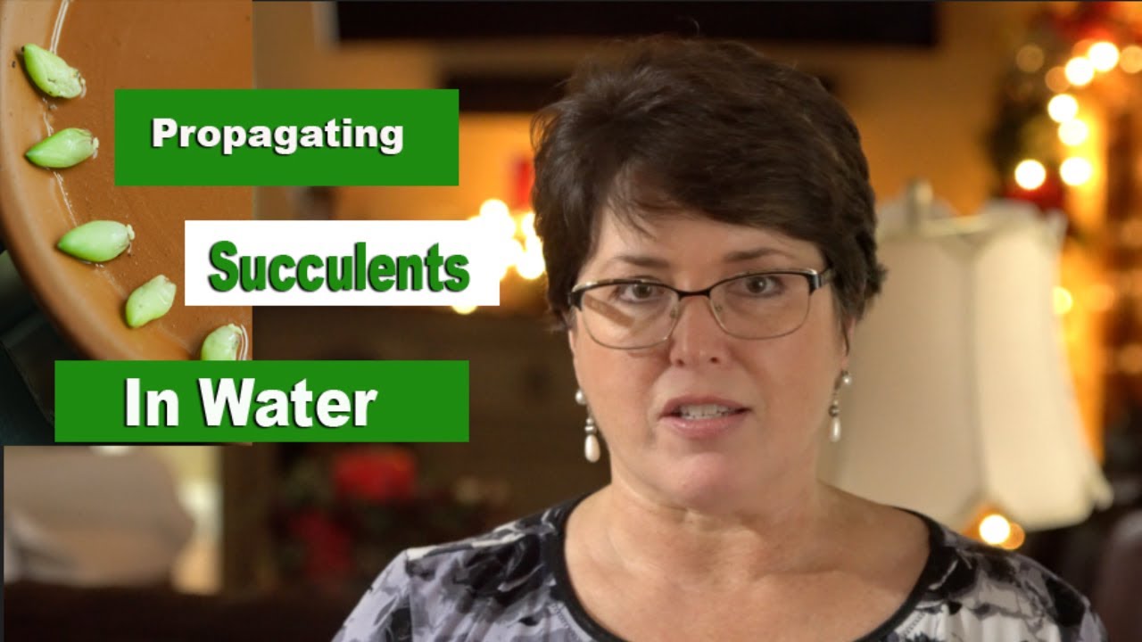 Propagating Succulents in Water