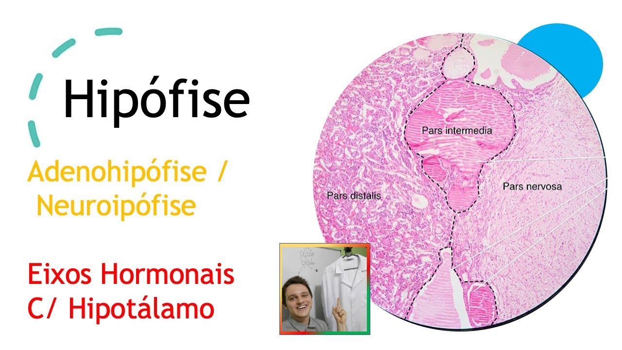 Hipófise (Adenohipófise , Neuroipófise e interação com Hipotálamo ) AULA 12 | Curso de Histologia