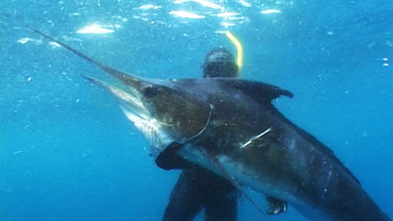 Extreme Blue Water Action Spearfishing