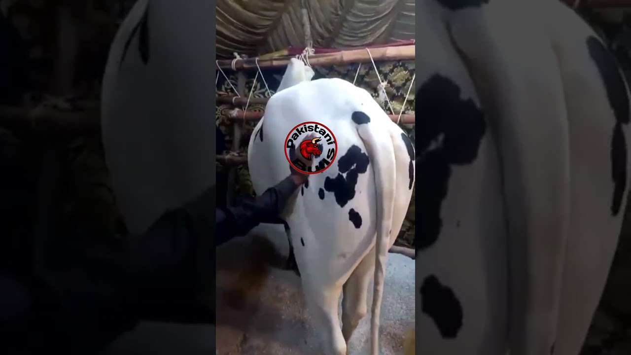 fathjangi bulls