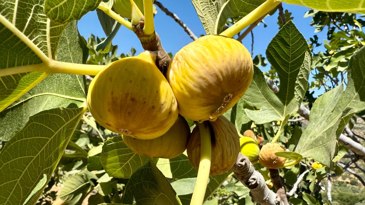 Bu Yıl Yemelik Kuru İncir Fiyatımız Nedir - Komşuya Yardım