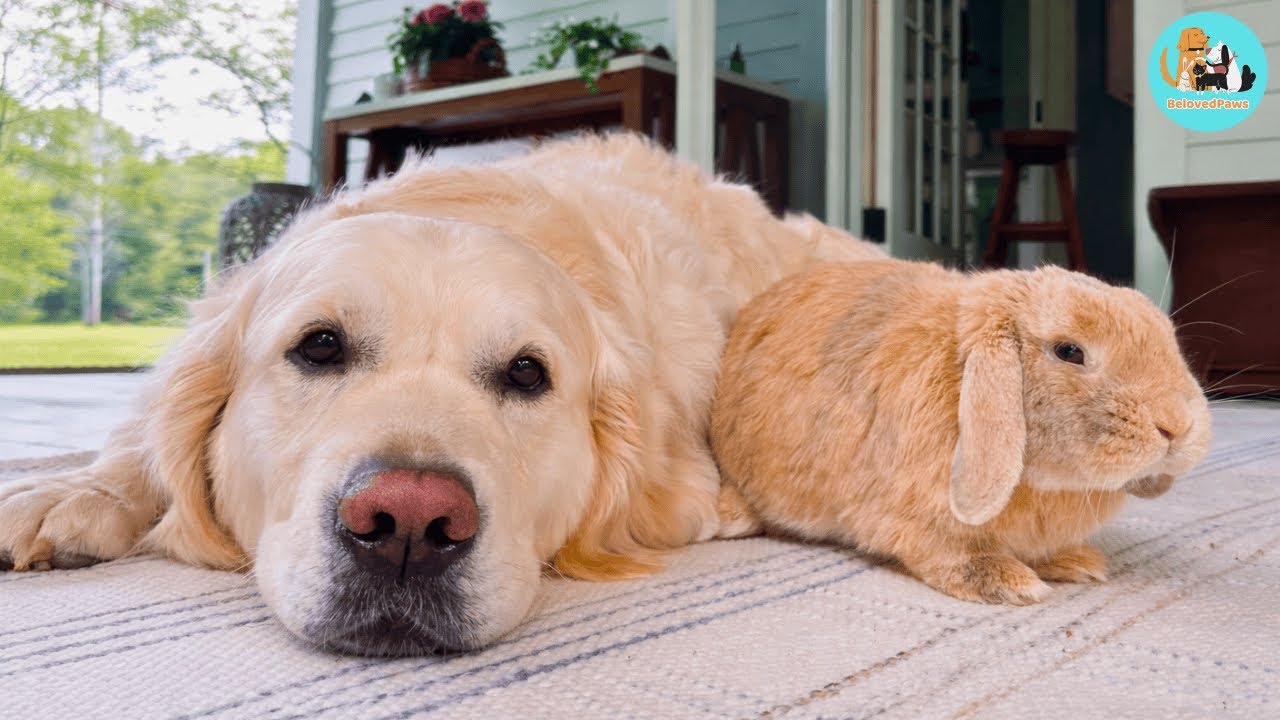 No One Expected a Rabbit to Trust a Dog Like This