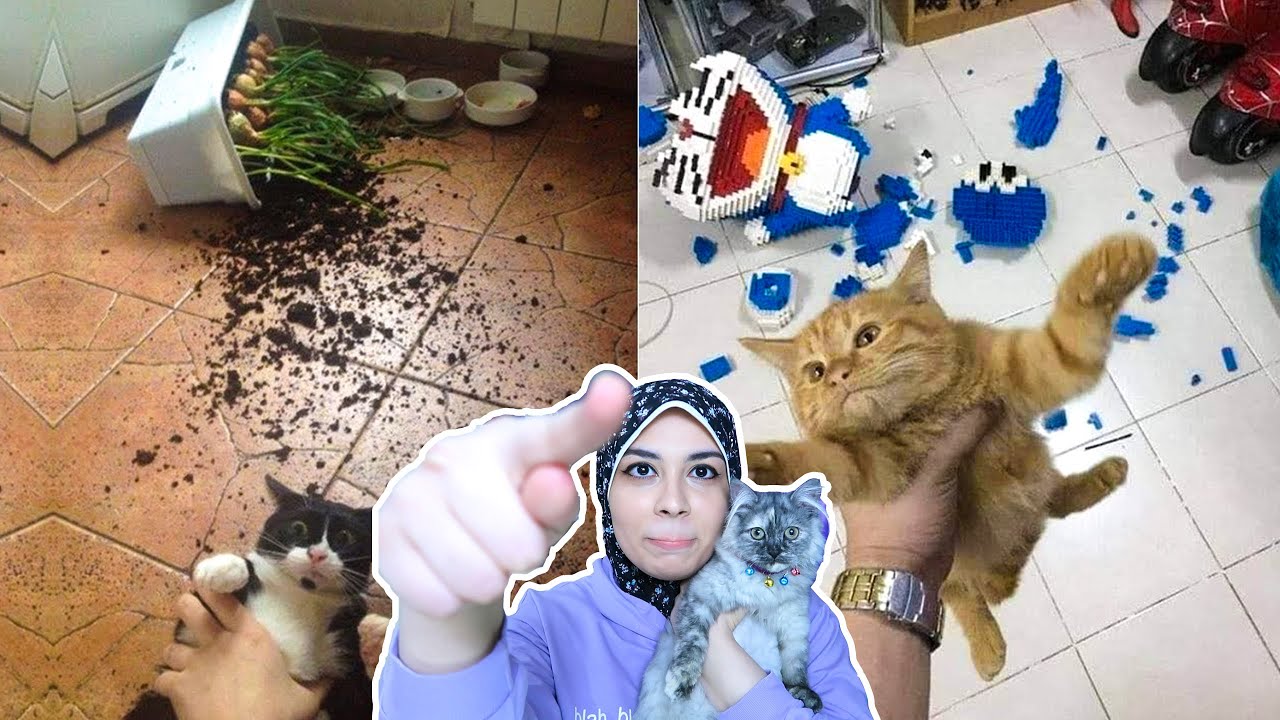 انا وقطتي لونا بنتفرج علي مصايب القطط في البيوت!!!😻👽