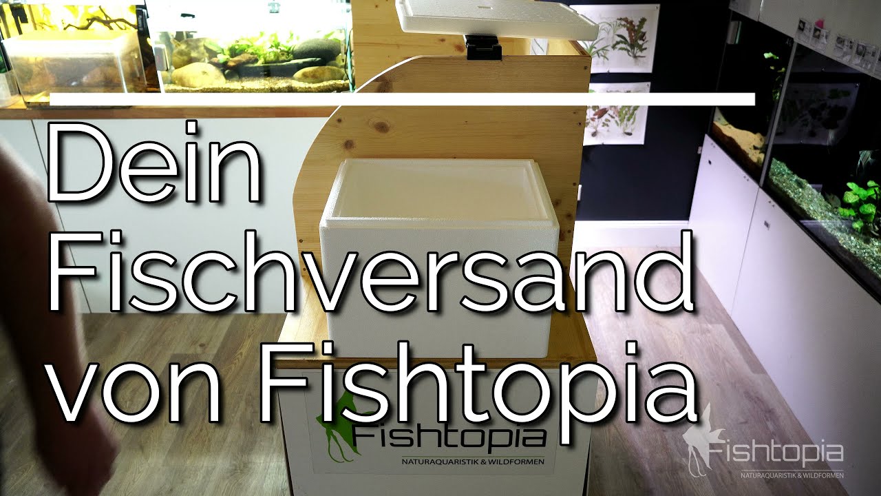 Zierfischversand von Fishtopia