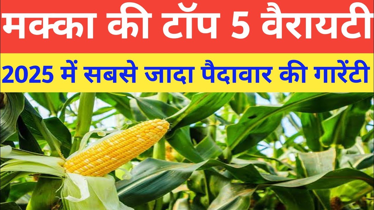 Top 5 Hybrid Maize Seeds for Maximum Yield | Best Varieties of Maize in India