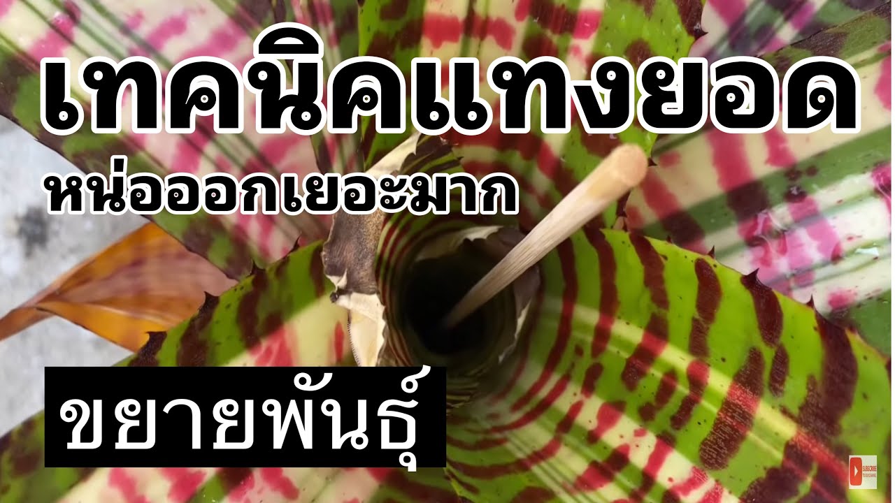 หัดแทงยอดสับปะรดสี  วิธีขยายพันธุ์ขั้นเทพ  หน่อดก
