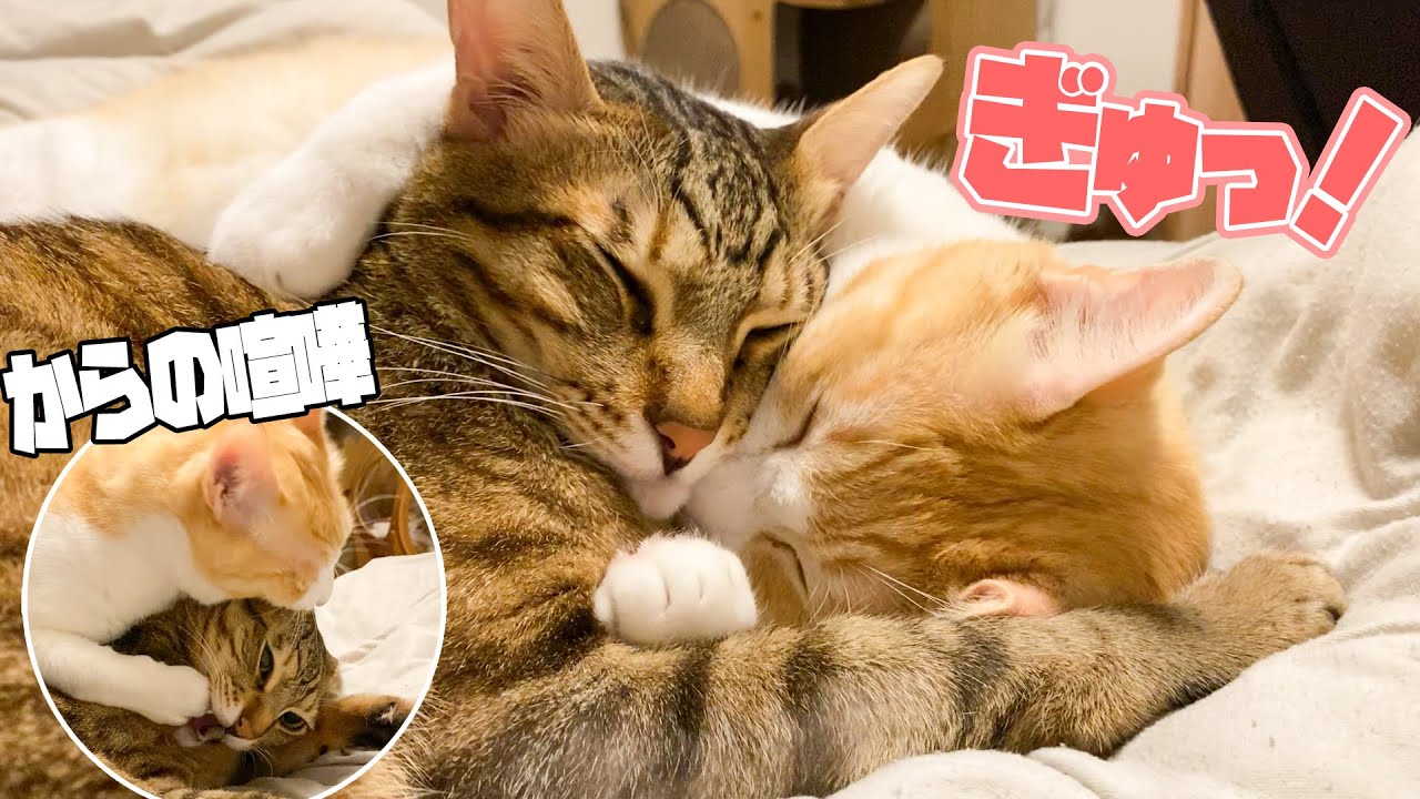 【このあと喧嘩】後ろからハグしながら幸せそうに寝る猫