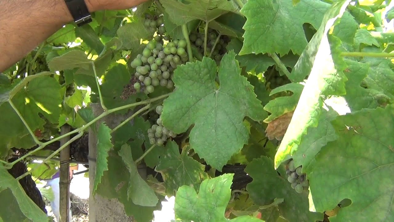 Vigneto Emilia-Romagna. Prove in campo: oidio e peronospora