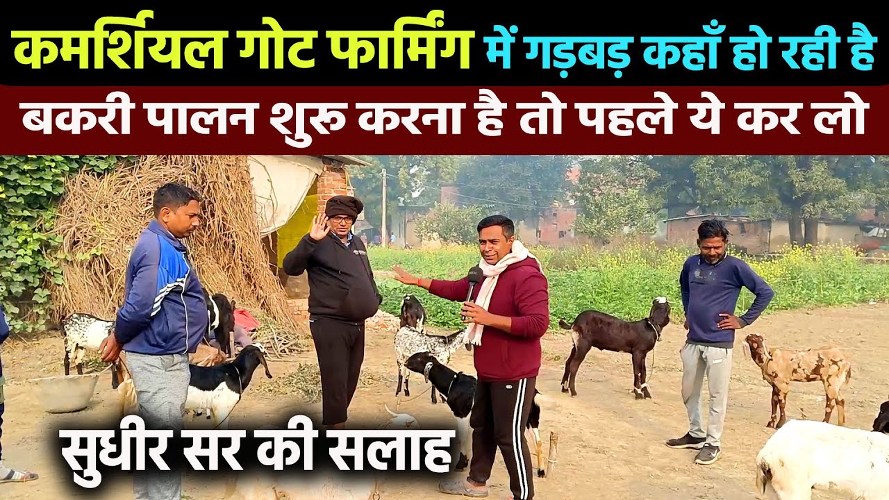 GOAT FARMING से आमिर बनना है तो BAKRI PALAN BUSINESS STARTUP से पहले ये गड़बड़ी ठीक कर लो - SUDHIR SIR