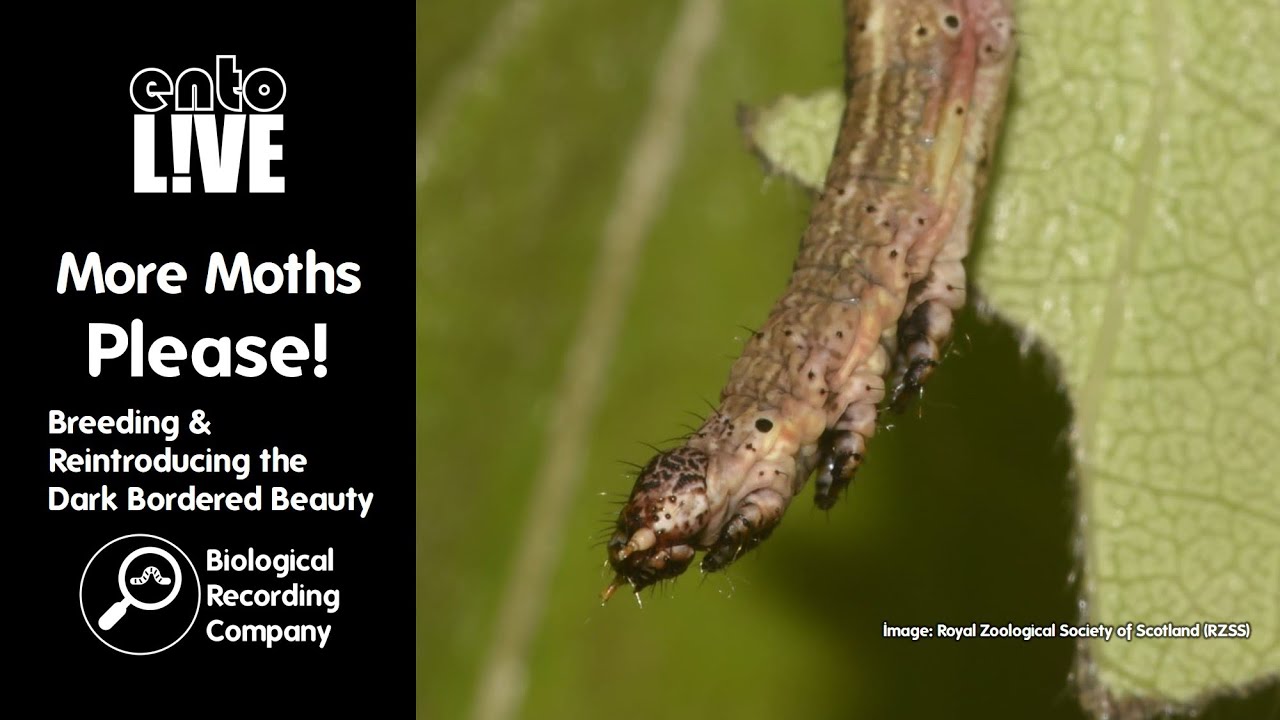 More Moths Please