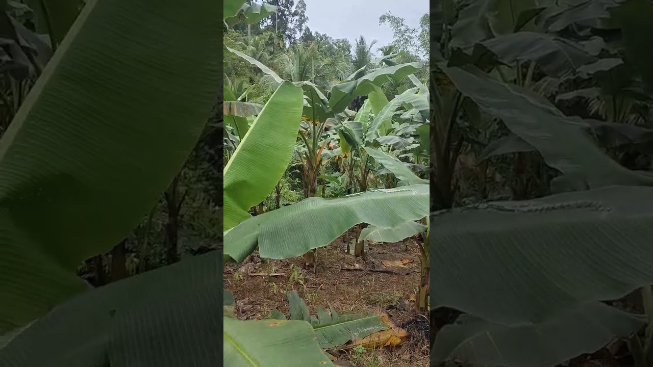 BUDIDAYA PISANG KEPOK