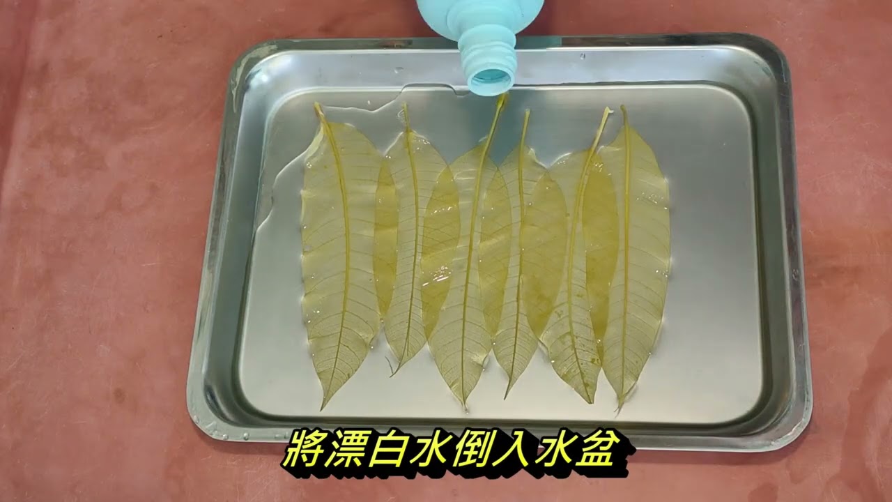 相信你一定做得出【絕美的葉脈書籤】skeleton leaves