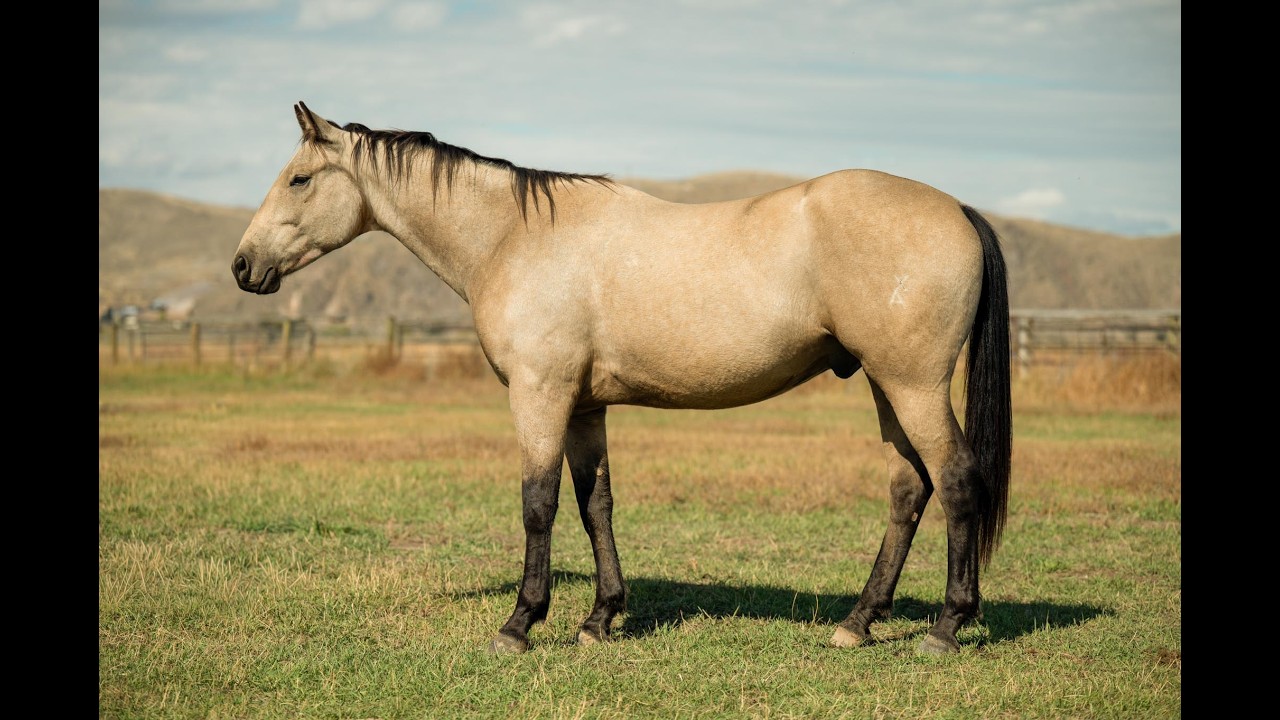 Lot #25 WEAVERS SMART GUY
