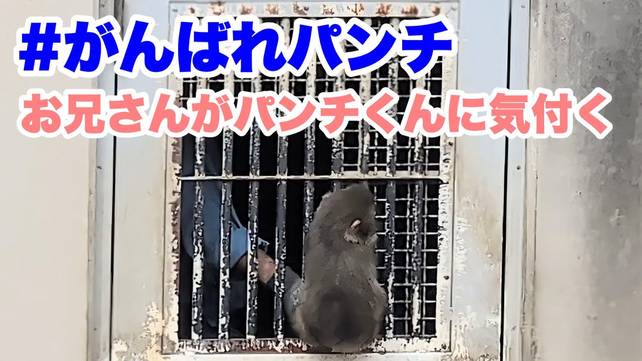 飼育員のお兄さんがパンチくんに気付く（The zookeeper noticed Punch.）　2026.03.13 市川市動植物園