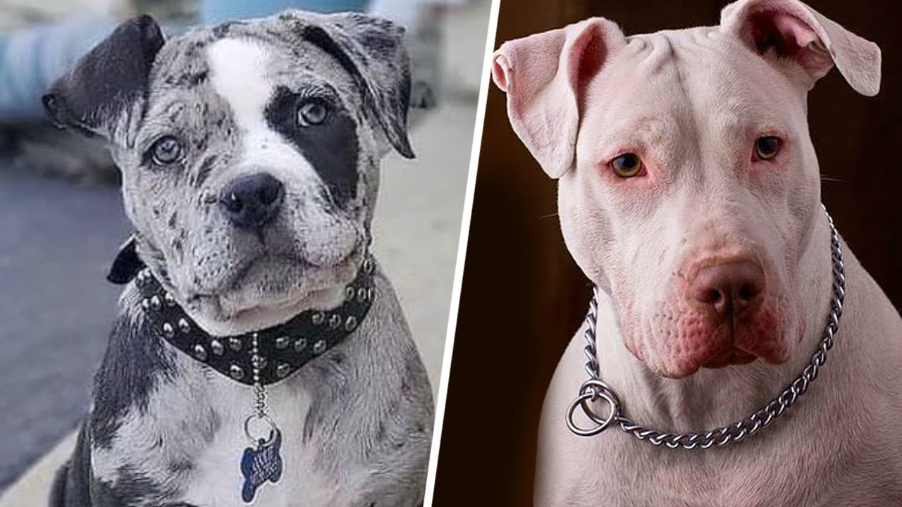 Cosas Que No Sabias De Los Perros American Pitbull Terrier (APBT) | SoyCorraje