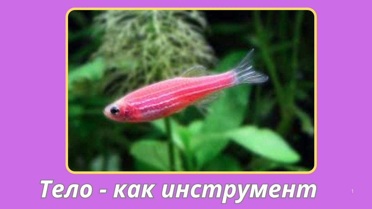 309. Сатья Саи Баба про тело - как инструмент.