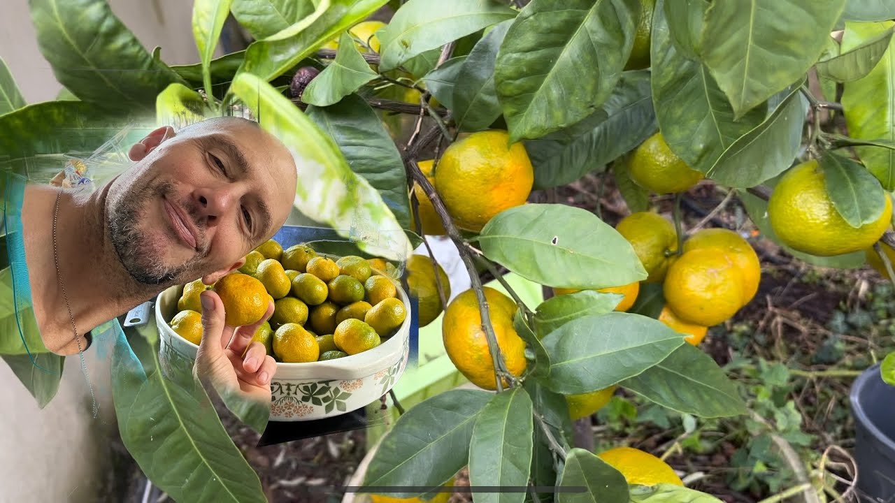 PRODUCTION INCROYABLE 💪 MANDARINIER SATSUMA DU JAPON ! DÉGUSTATION - NUTRITION #santé