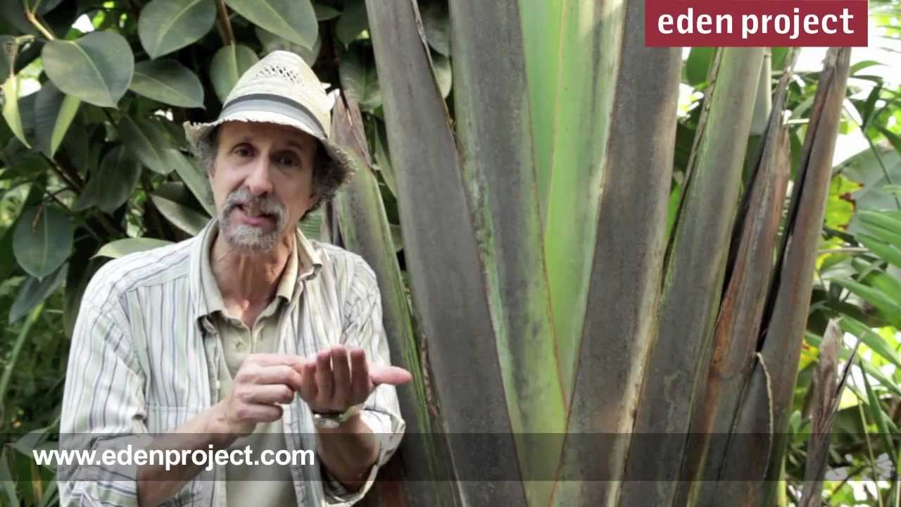 Traveller's palm facts from the Eden Project