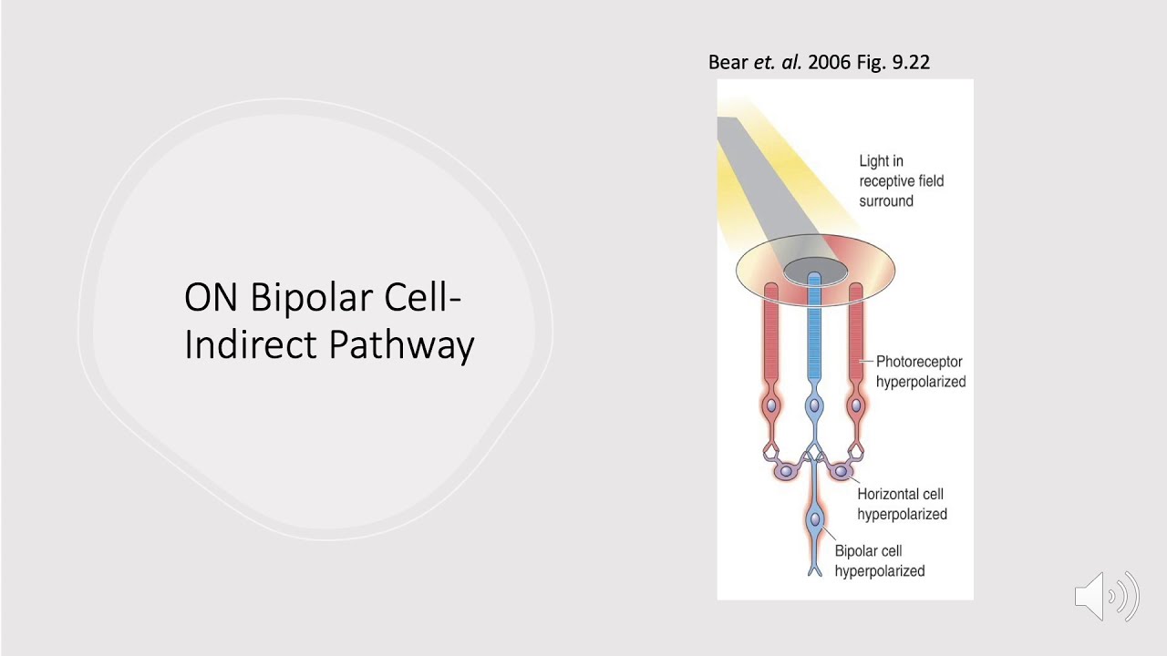 Neurobiology Retinal Ganglion Cells: ON/OFF Bipolar Cells- Direct & Indirect Pathways