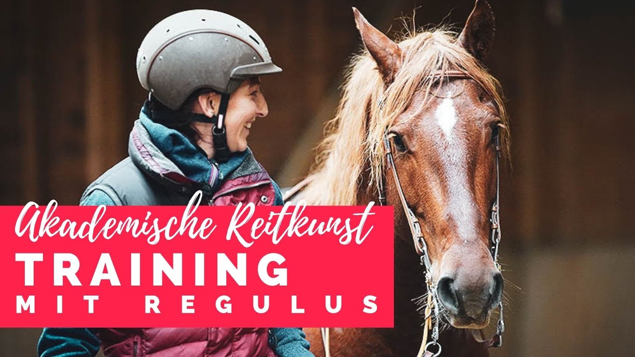 Frederiksborger Hengst in der Akademischen Reitkunst