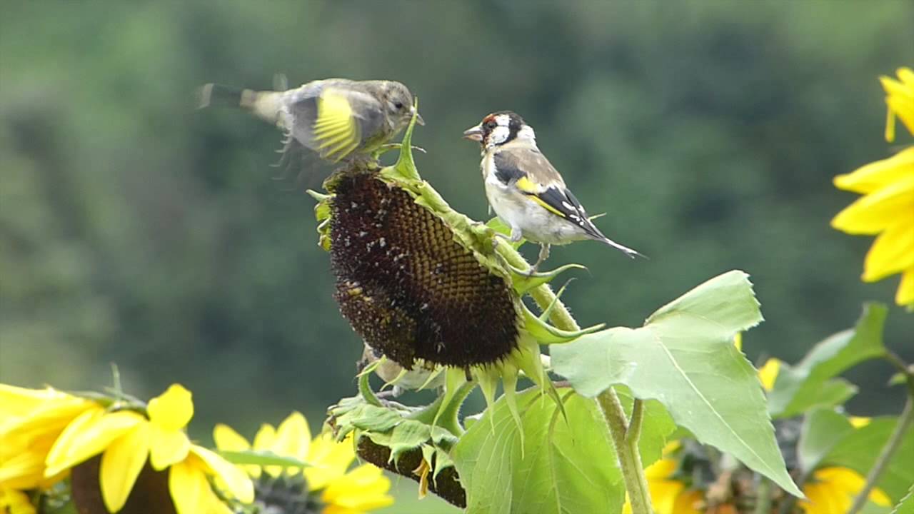 Distelfinken mit Baby auf den Sonnenblumen (Stieglitz / European Goldfinch)