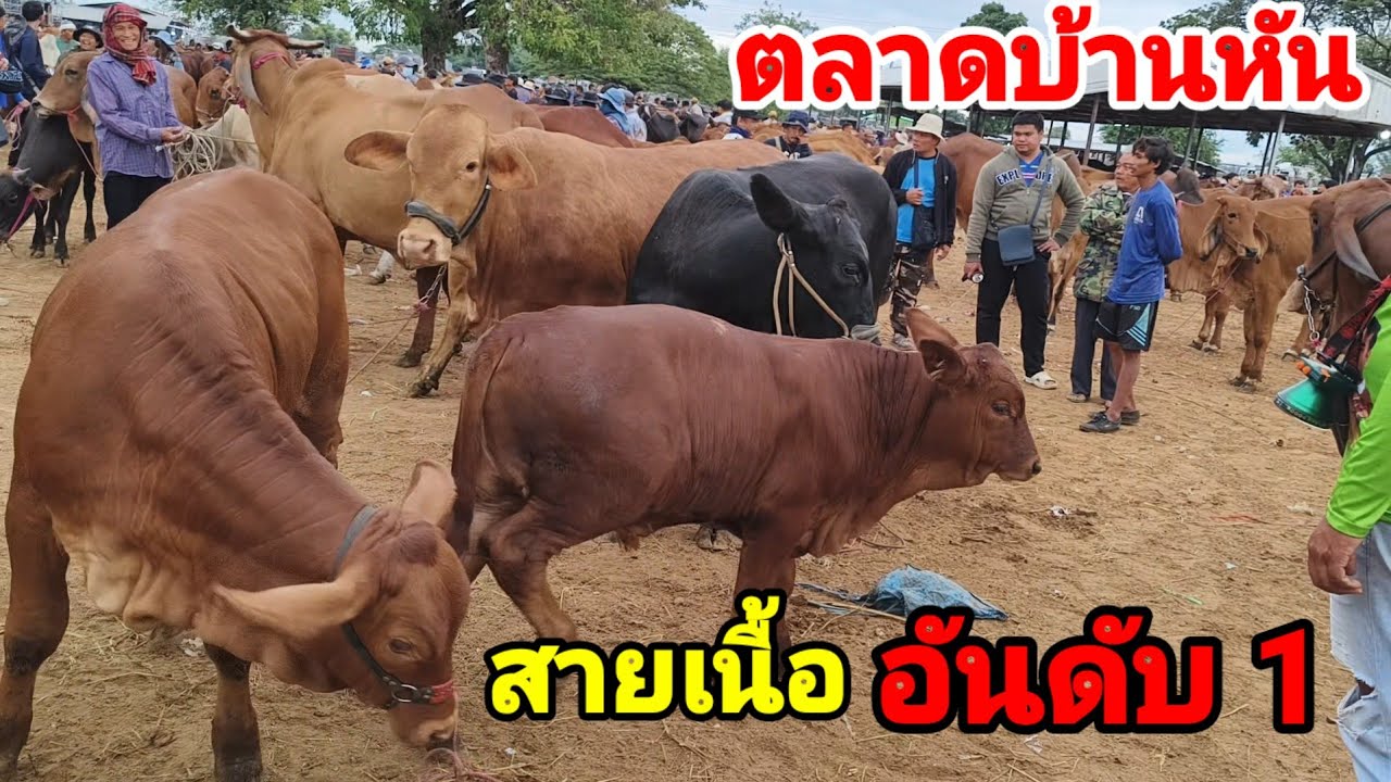 20 พ.ย. 68 ตลาดแตก นัดนี้สายเนื้อมาแรง ของงามขาดตลาด