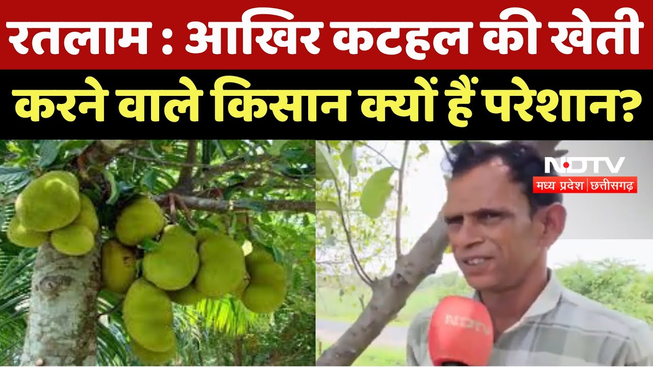Ratlam News : आखिर Jackfruit की खेती करने वाले farmers क्यों हैं परेशान ? | Latest News | MP News