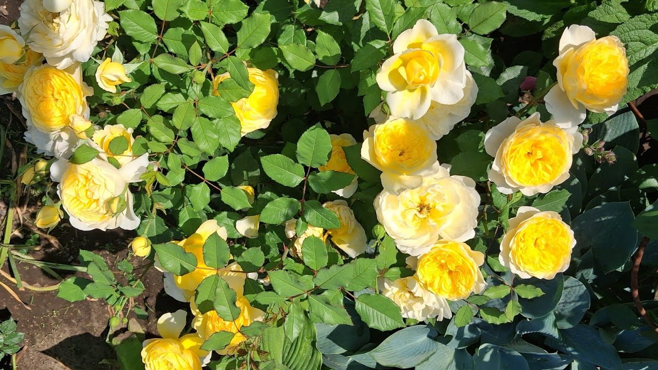 Порівняння схожих сортів троянд 🌹🥀 Хто найбільш плавиться на сонці?