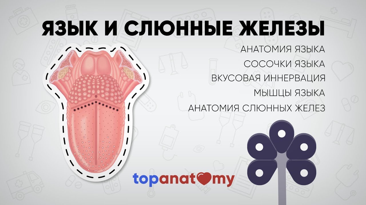Язык и слюнные железы