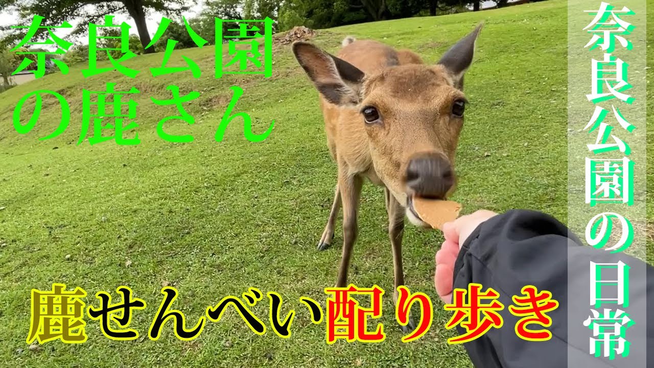 奈良公園 【鹿せんべい配り歩き】 鹿さん達のおやつ