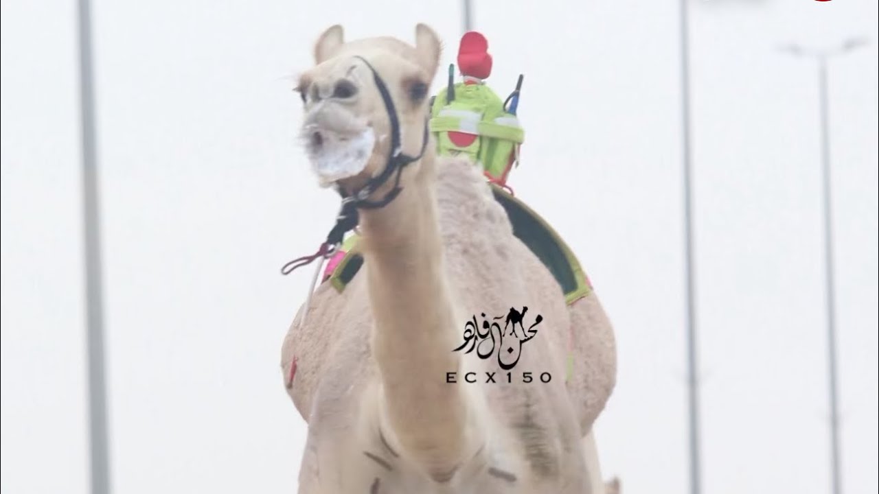 منصور : علي مسعود علي الشعفول المري