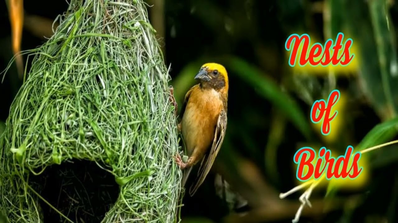 BIRDS AND THEIR NESTS | HOW BIRDS FLY | BIRDS | NESTS |