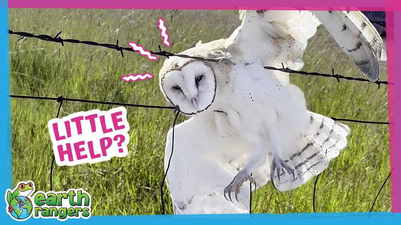 This Owl Was Trapped on Barbed Wire Until Heroes Arrived | Earth Rangers