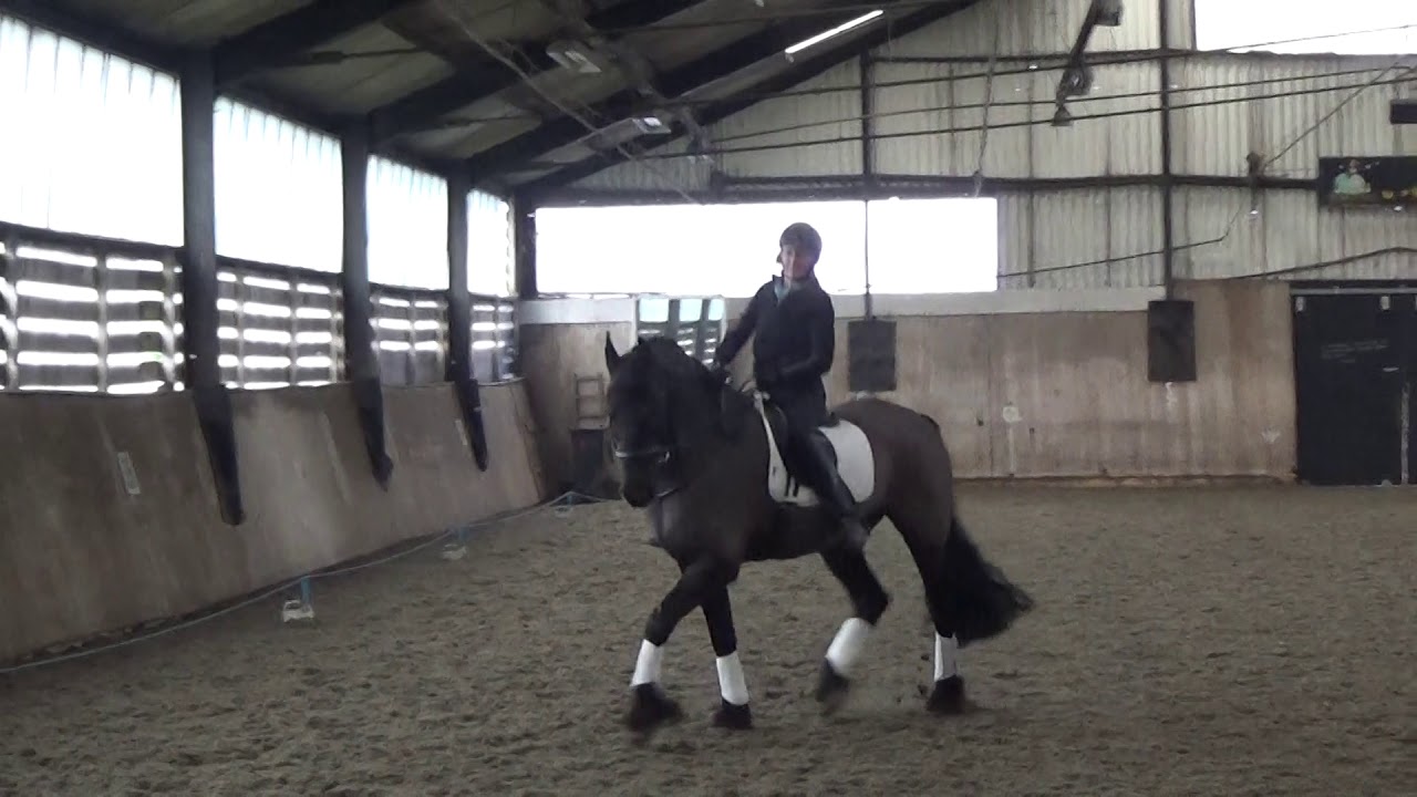 2018 01 14 Dutch Kim. Shoulder-in and travers on circle