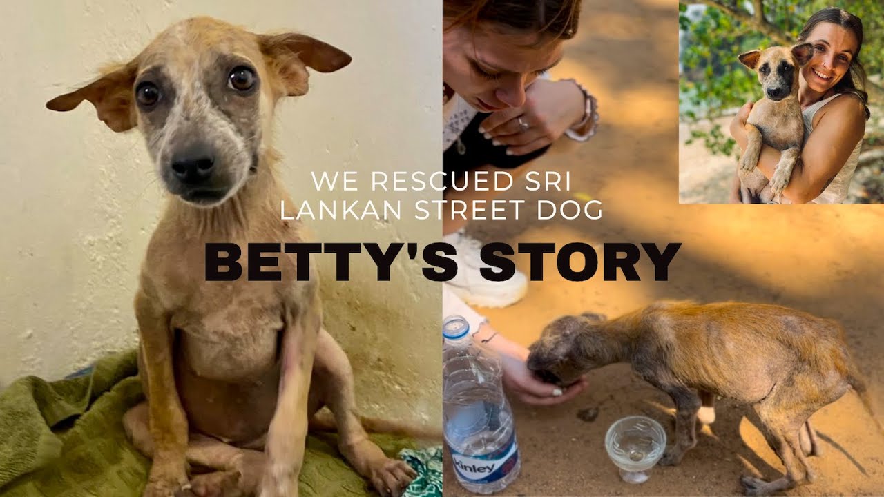 HELP US FLY BETTY HOME | GO FUND ME APPEAL | Sri Lankan STREET DOG