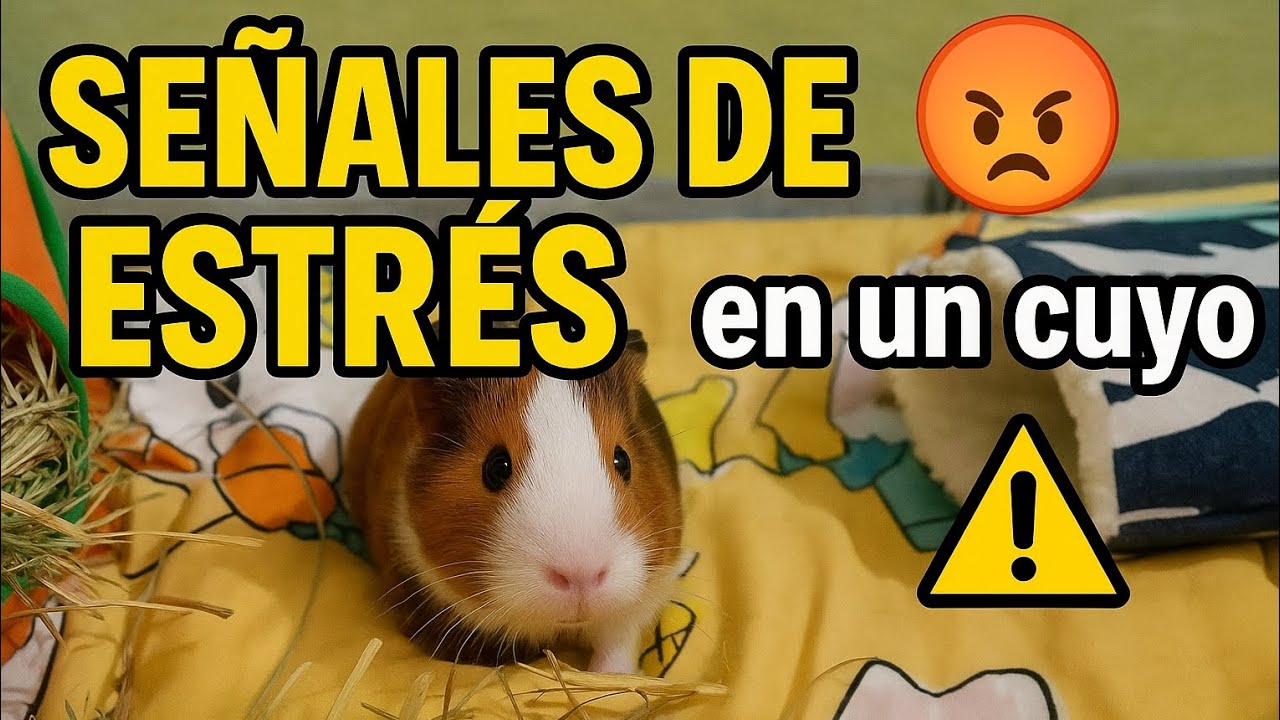 ¿Tu cuyo también se estresa? Señales que debes conocer 🐹⚠️