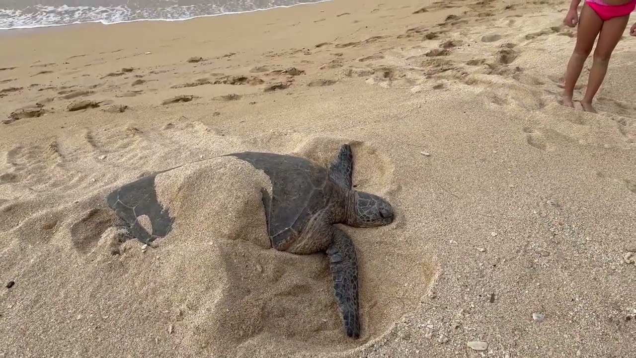 Turtles in Maui
