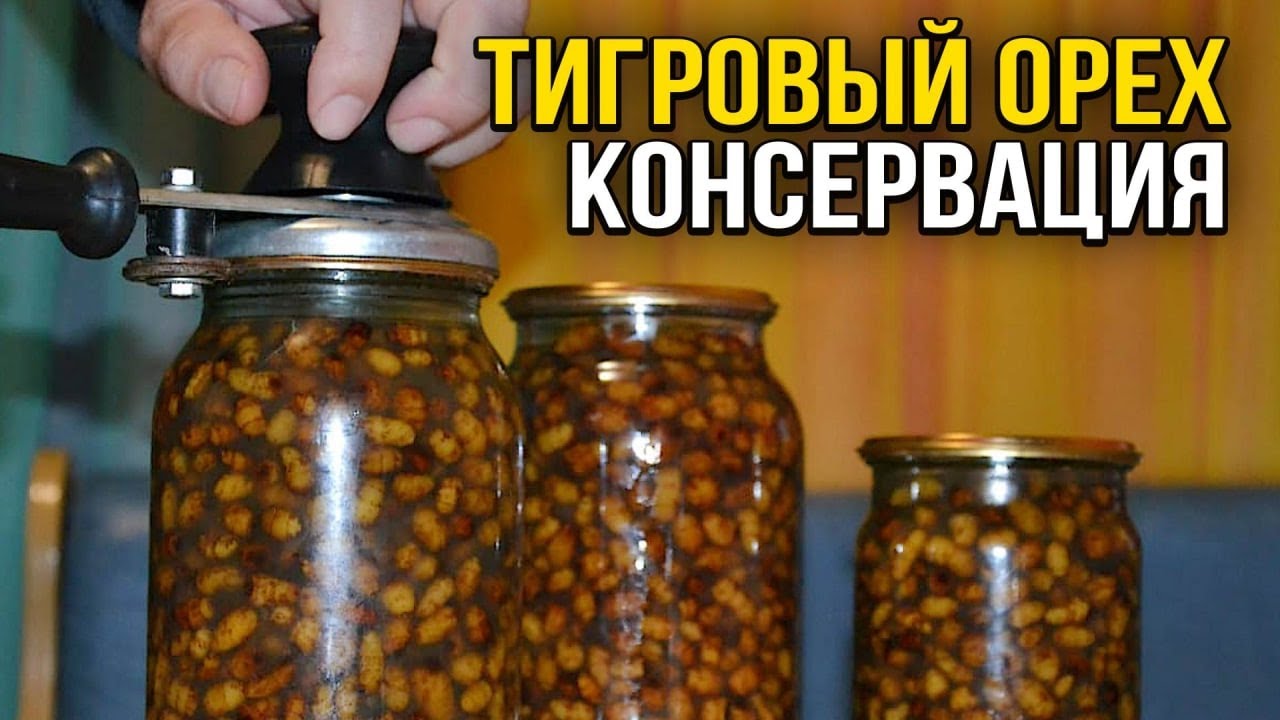 Тигровий горіх. Рецепт приготування консервованого горіха