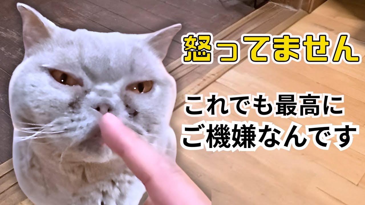 【顔はラスボス】見た目と中身の差が激しすぎる保護猫。実はこれでも最高にご機嫌なんです ブリティッシュショートヘア（キャットスペース）中崎町Angry looking British Shorthair