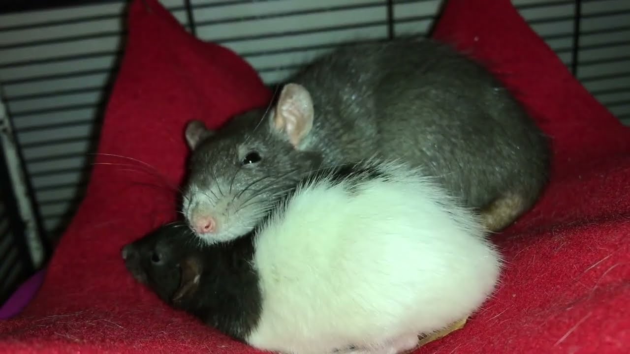 My dwarf rats being OBSESSED with their standard cagemates!