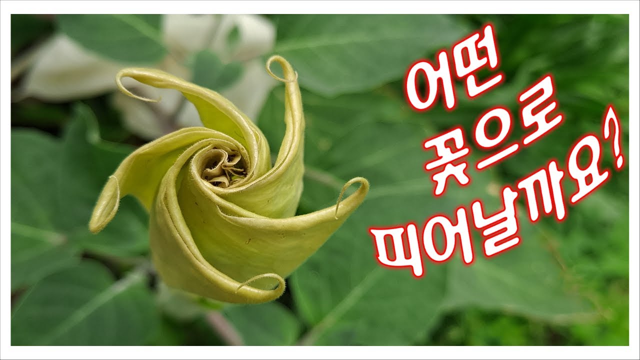 하늘을 향해 트럼펫을 부는 '털독말풀'!  Sacred Datura~
