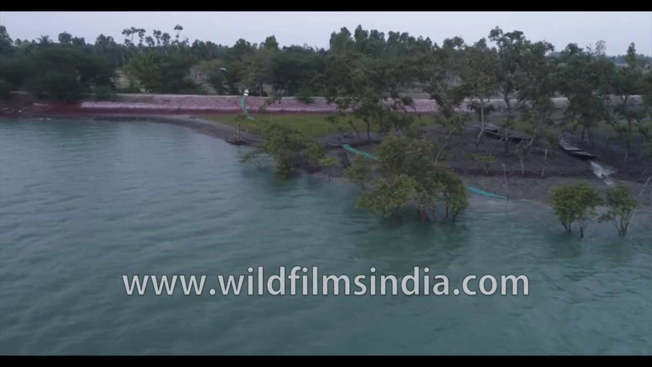 Fly over mangrove trees and estuarine swamps of Sundarbans in India