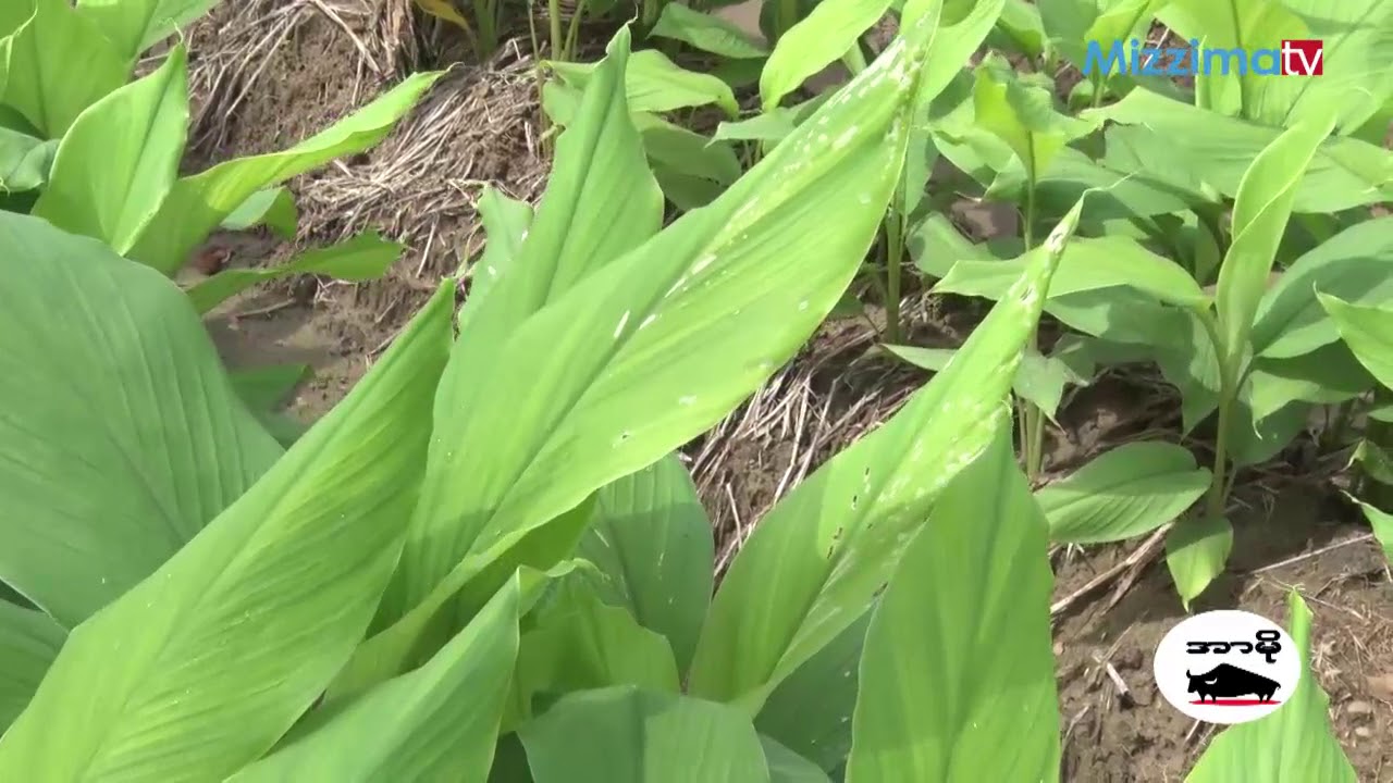 နႏြင္းစုိက္ပ်ဳိးေရး အပုိင္း (၂)