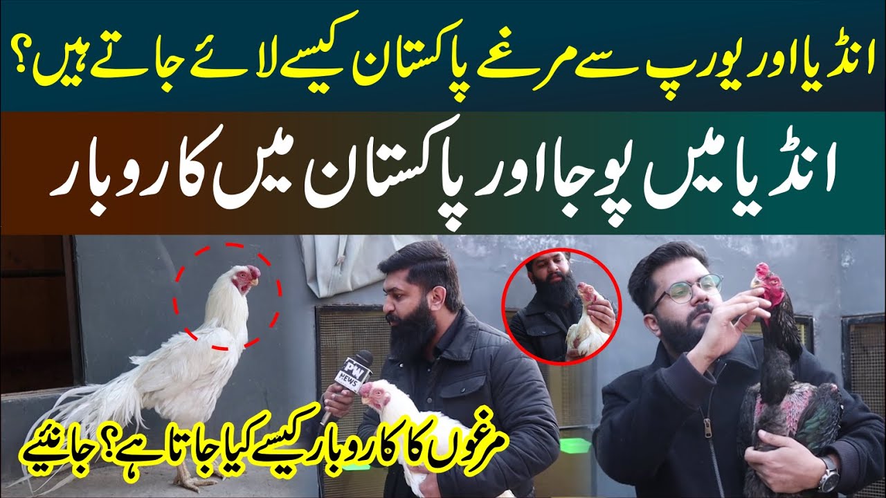 How Roosters Are Imported from India & Europe to Pakistan | From Worship to Business