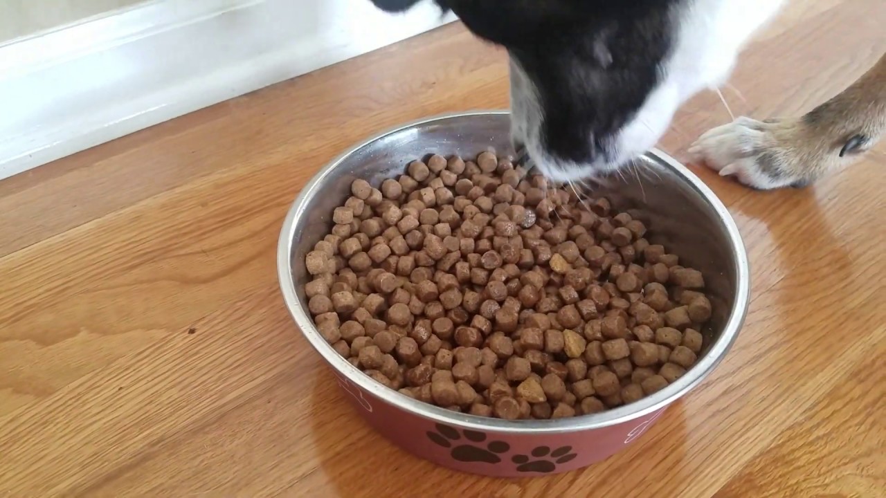 Dog Eating Kibble